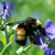 Big Bee