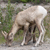Bighorn Sheep