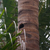 Bird nest