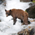 Black Bear