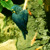 Blue Macaw
