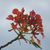 Branch