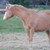 Buckle, The Horse.