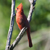 Cardinal