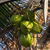 Coconuts