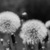 Dandelions
