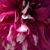 Dhalia