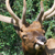 Elk