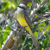 Great Kiskadee