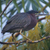 Green Heron