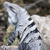Iguana