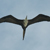 Magnificent Frigatebird