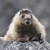 Marmot