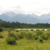 Marsh Loop Meadow