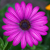 Osteospermum