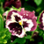 Pansies