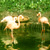 Flamingos