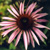 Pink Flower