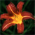 Red Flower