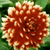 Red Flower B