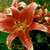 Red Flowers