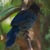 Stellers Jay
