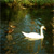 Swan