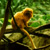 Orange Tamarin