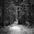 Trail