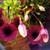 Violet Flowers