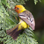 Wastern Tanager
