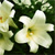 White Flowers