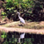 Widgeon Creek Heron