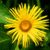 Yellow Flower