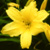 Yellow Flower B