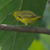 Yellow Warbler