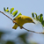 Yellow Warbler