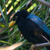 Yucatan Jay