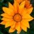 Zinnia